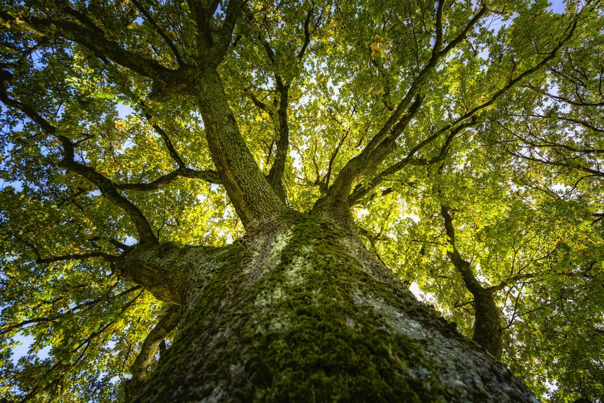 Andiamo a scoprire le querce sorelle, orgoglio del Molise