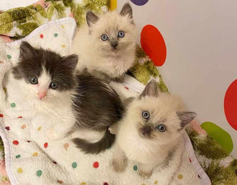 trio kittens