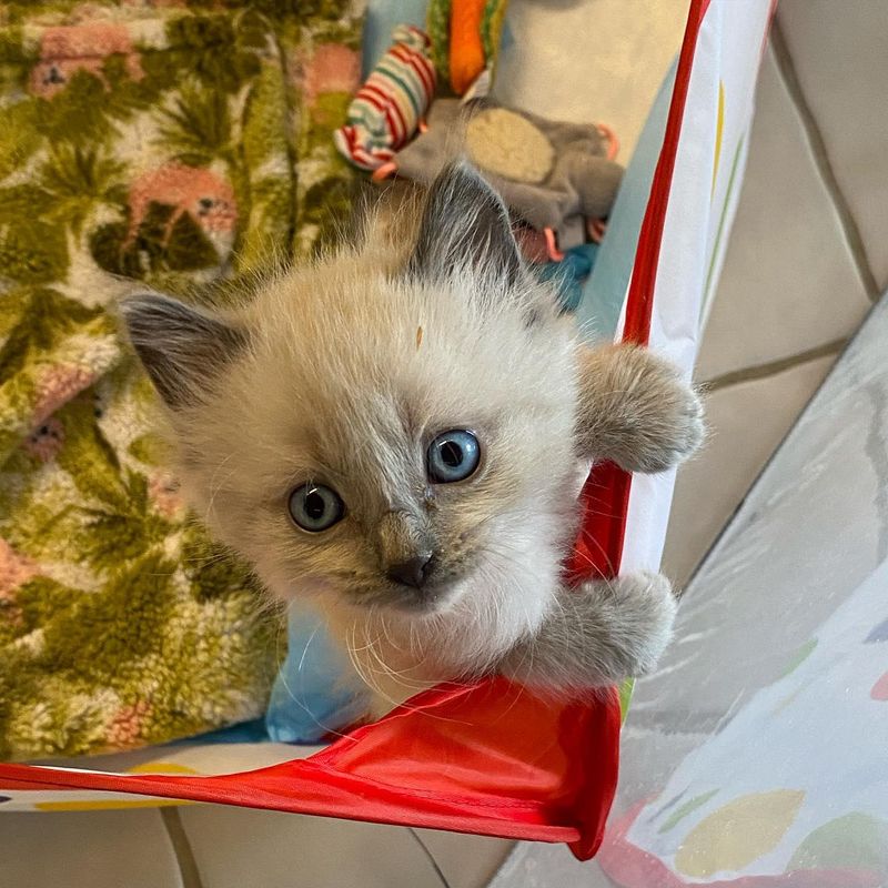 seal point siamese