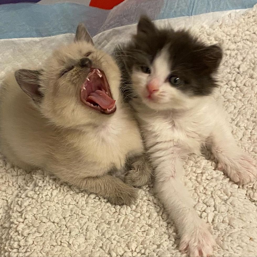 yawning kitten