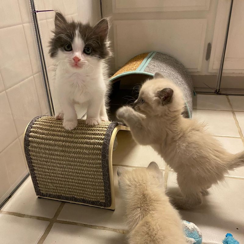 three playful kittens