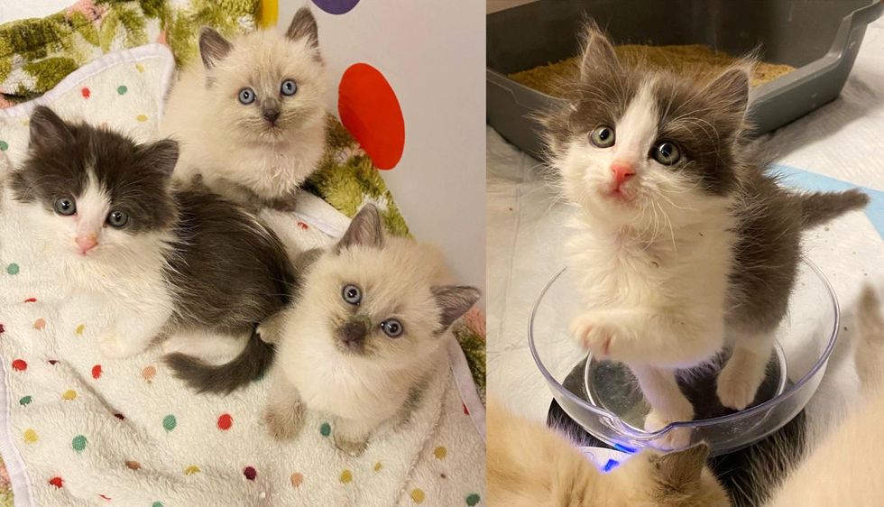 3 Kittens Get New Lease on Life with Help of Family, Now Jumping Around with Immense Joy