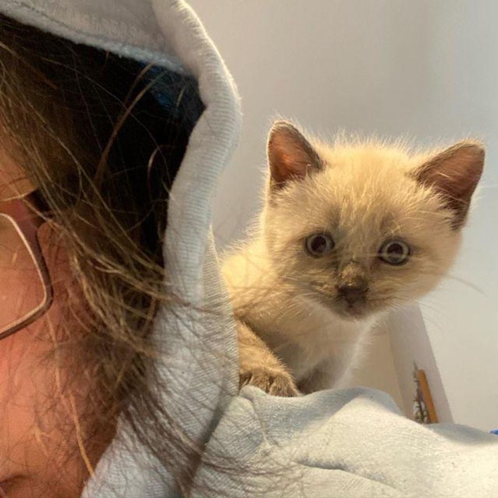 shoulder kitten