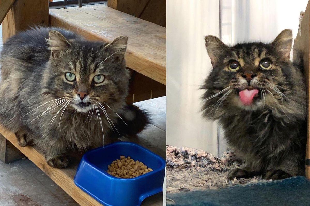 Cat Comes Back to Woman Who is Kind to Him, and Decides He Is Ready to Leave Street Life