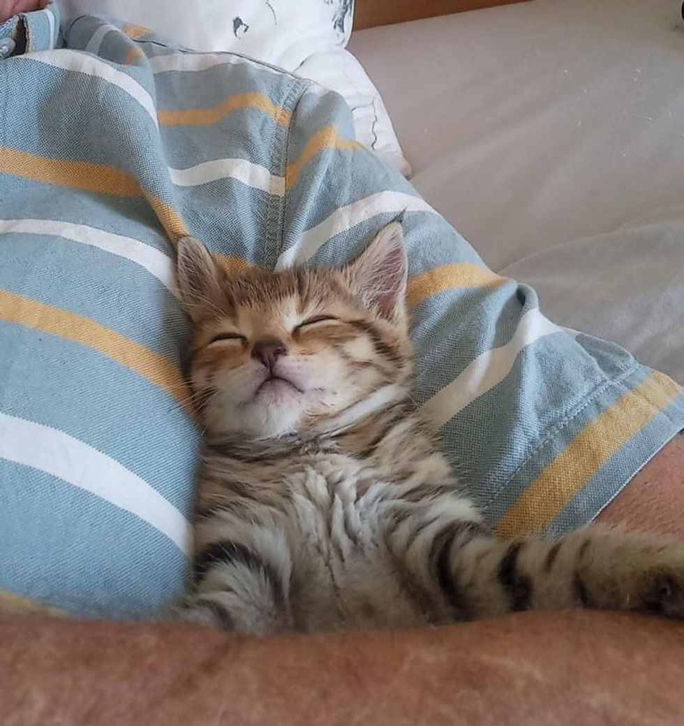 tabby sleeping kitten
