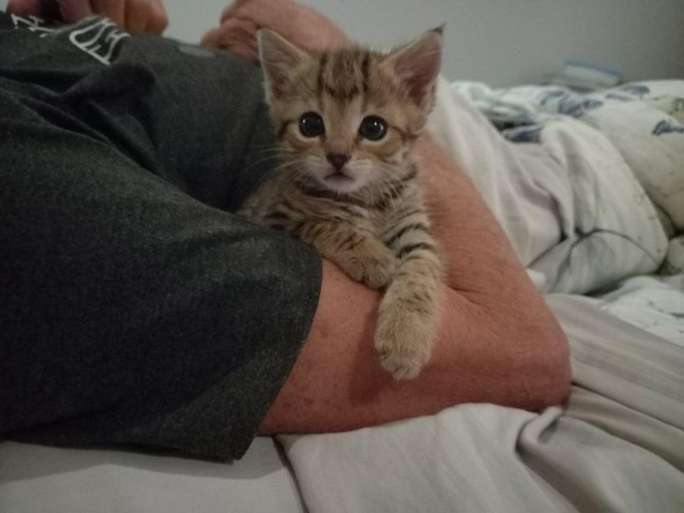 cuddly tabby kitten