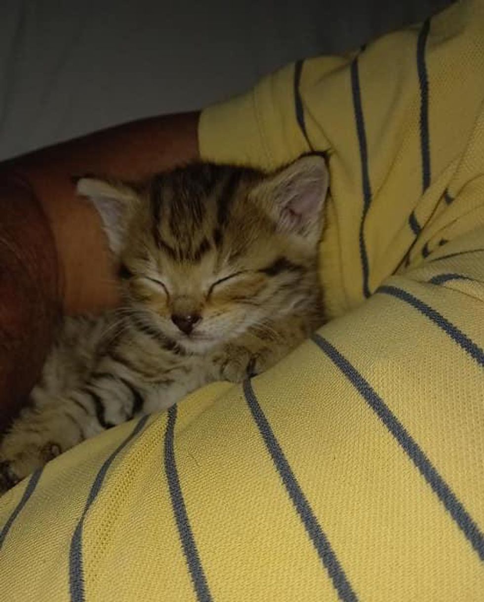 happy sleepy kitten