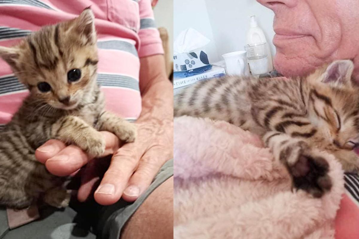 Kitten Found in National Park by Himself, Now Clings to People Day and Night to Make Up for Lost Time