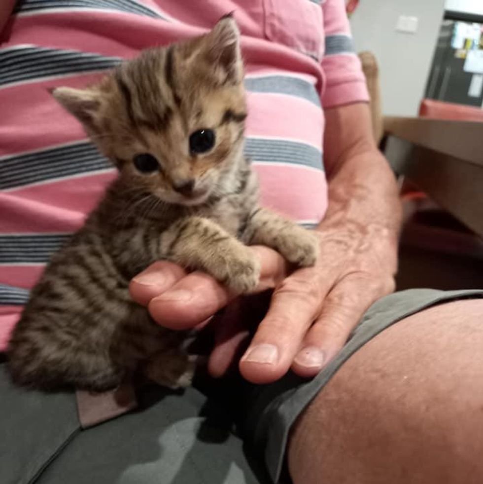 cuddly tabby kitten