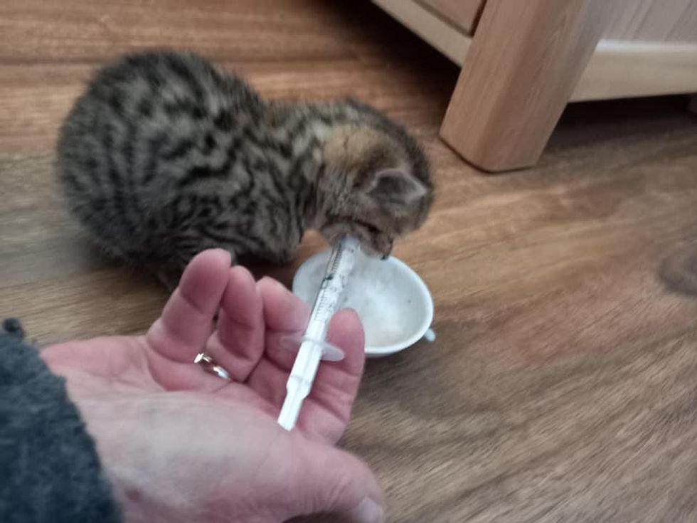 feeding kitten