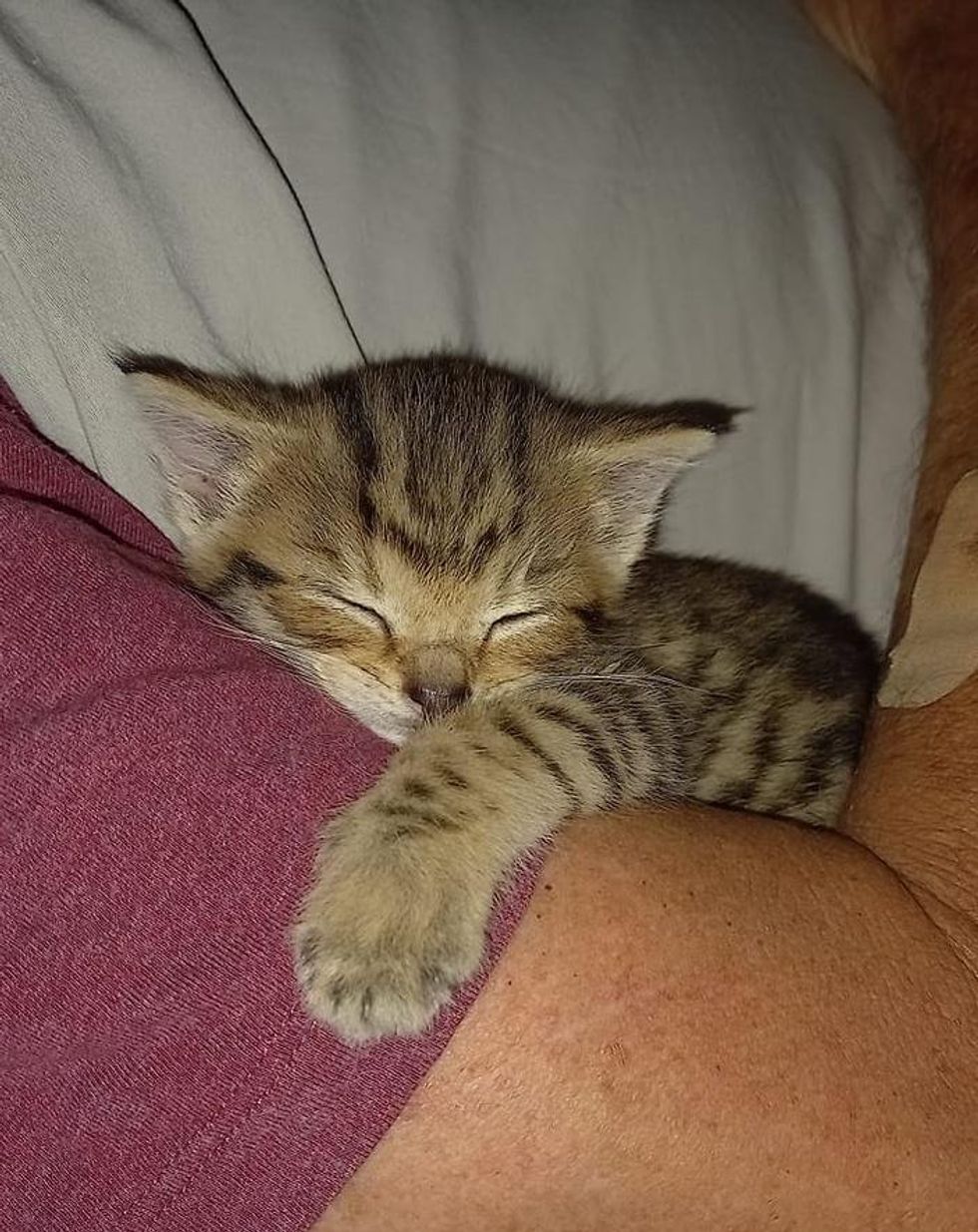 tabby kitten nap