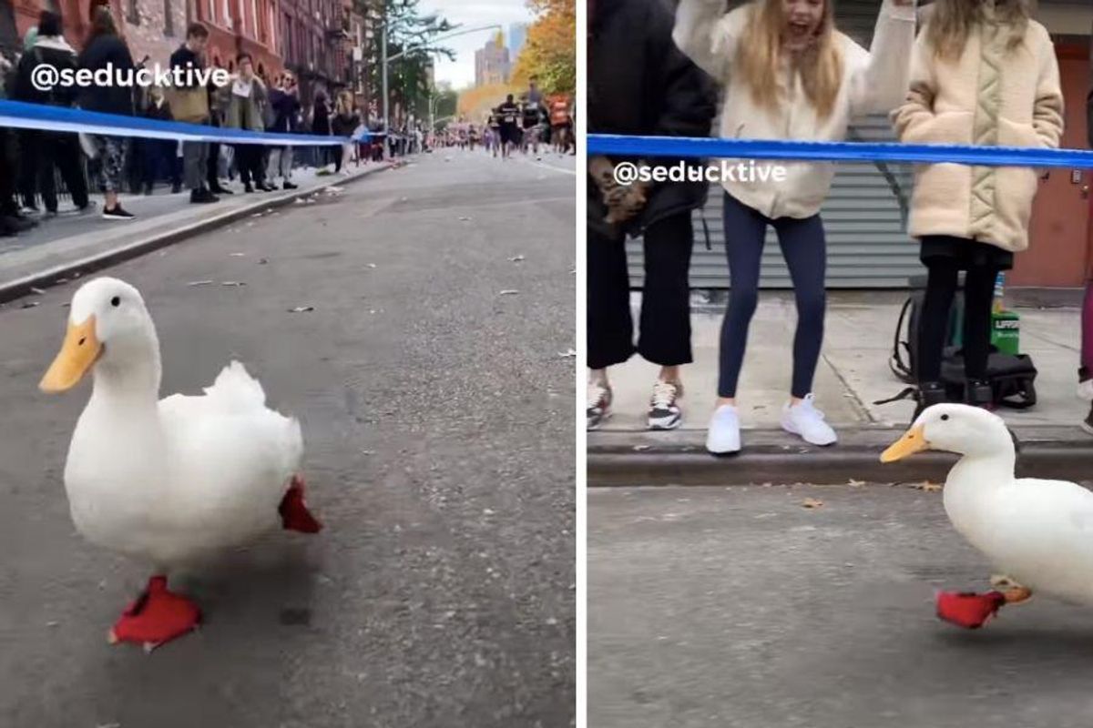 duck, new york city, marathon