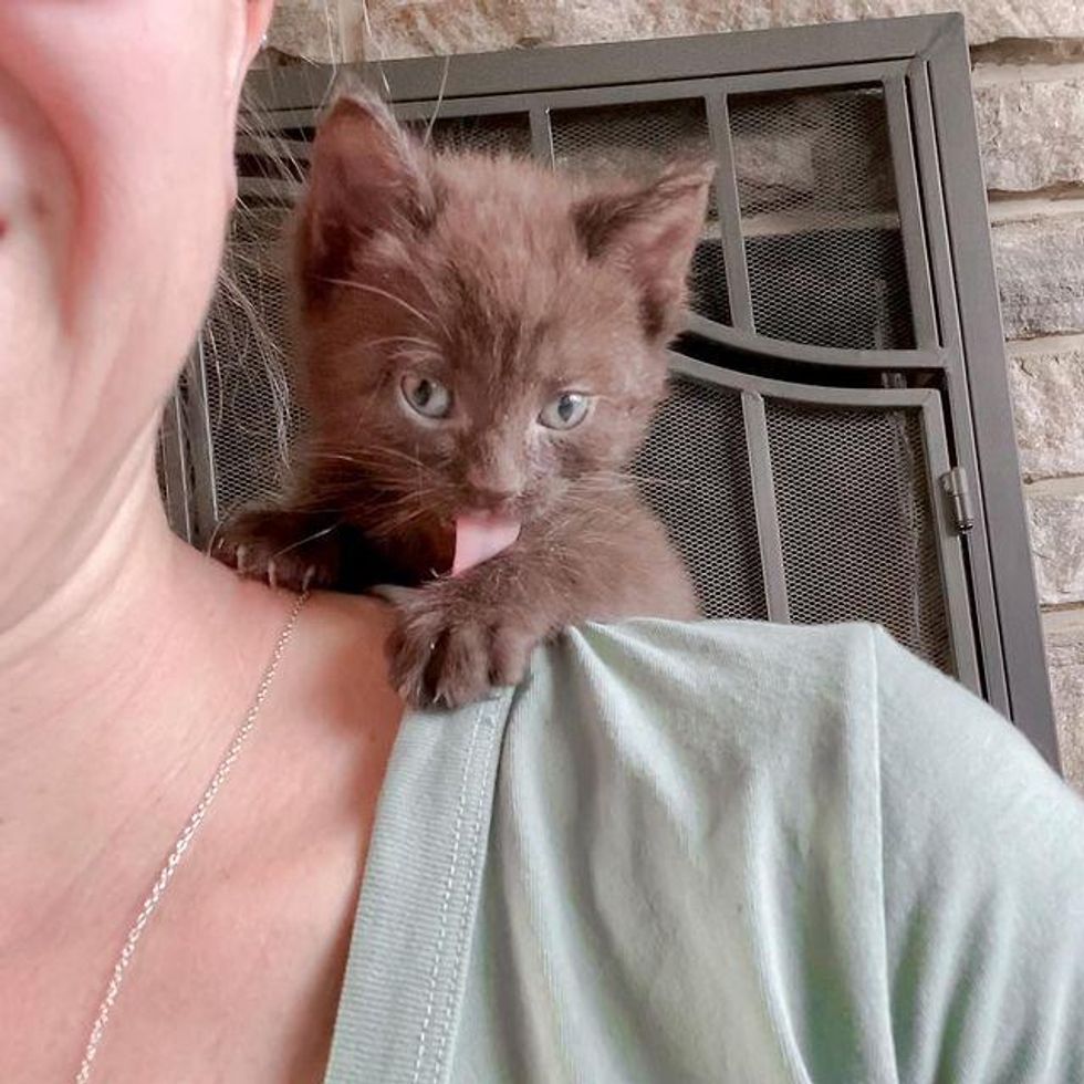 brown kitten, shoulder kitten