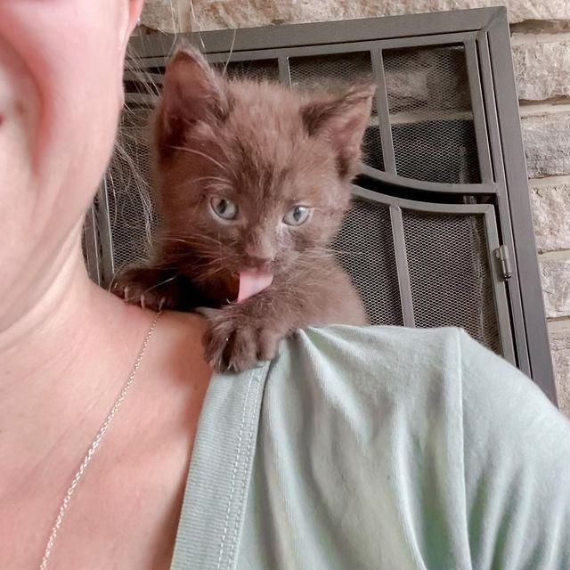 brown kitten, shoulder kitten