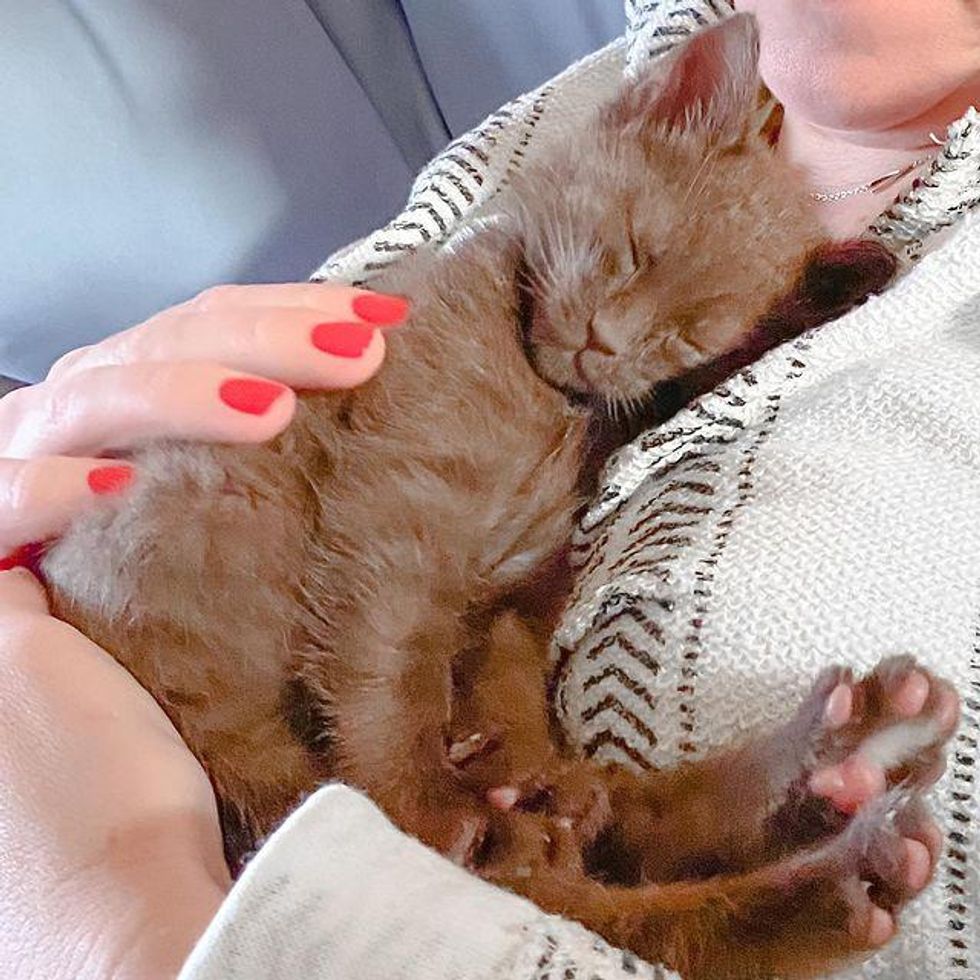 cuddly kitten, brown cat