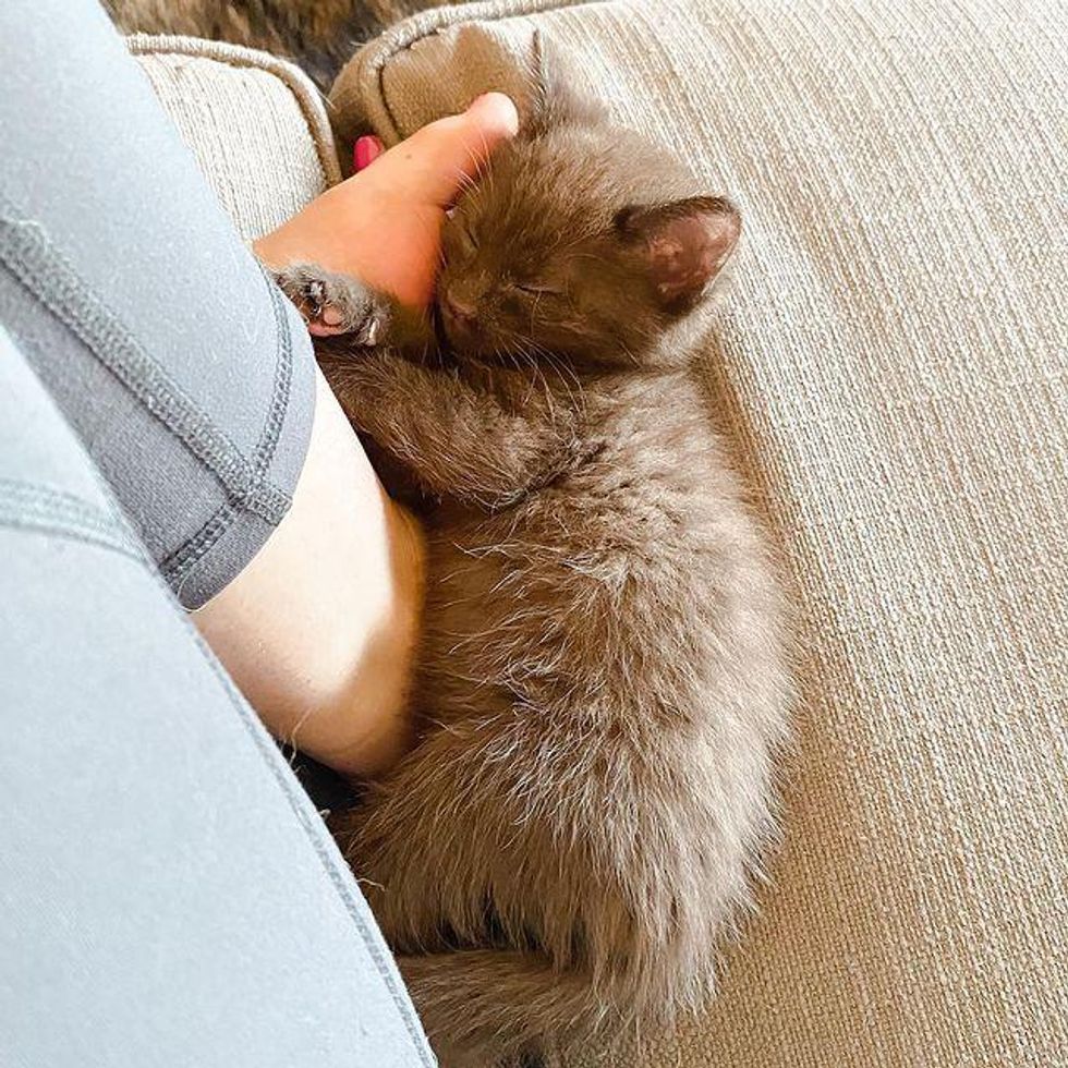 cuddle bug, brown kitten