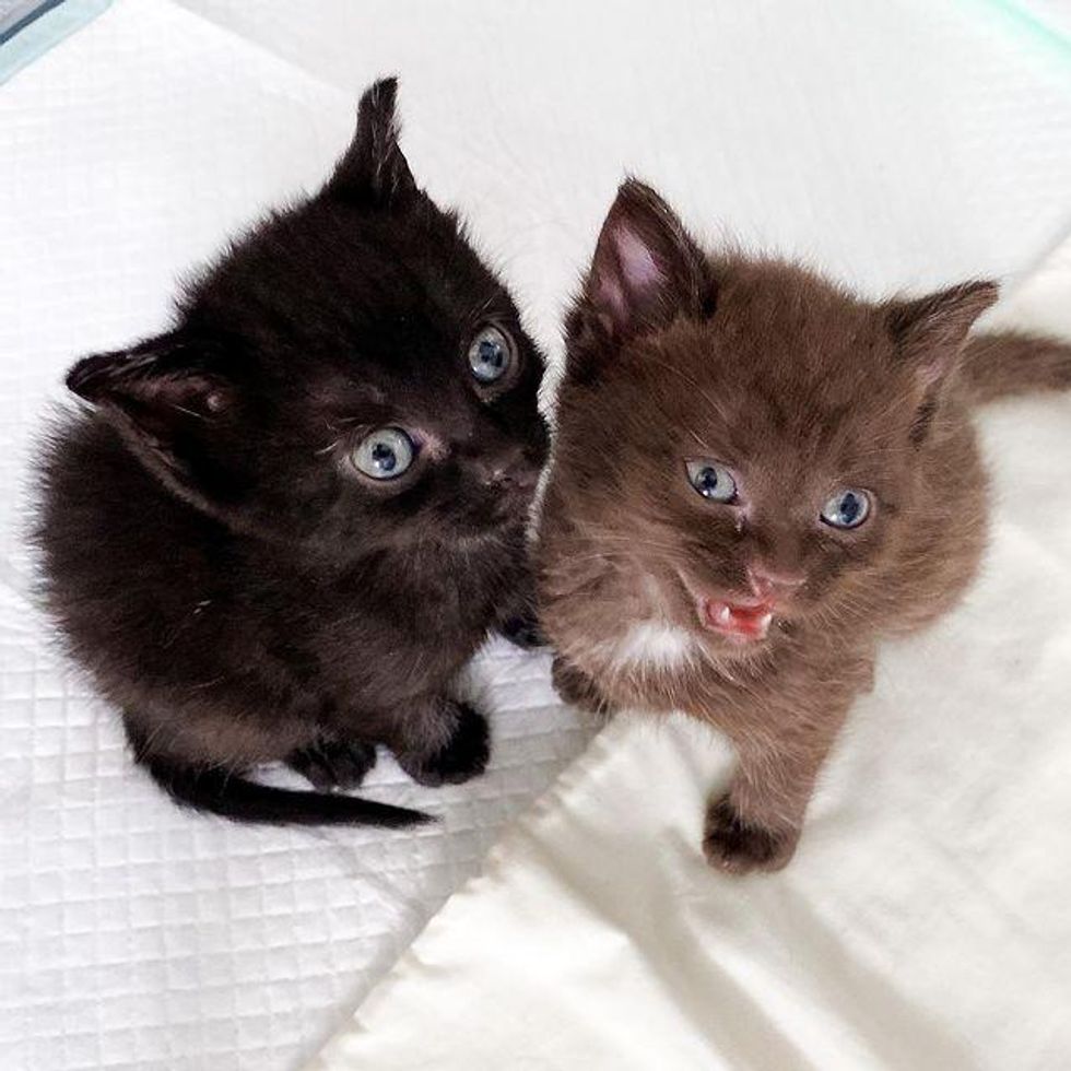 black and brown kittens