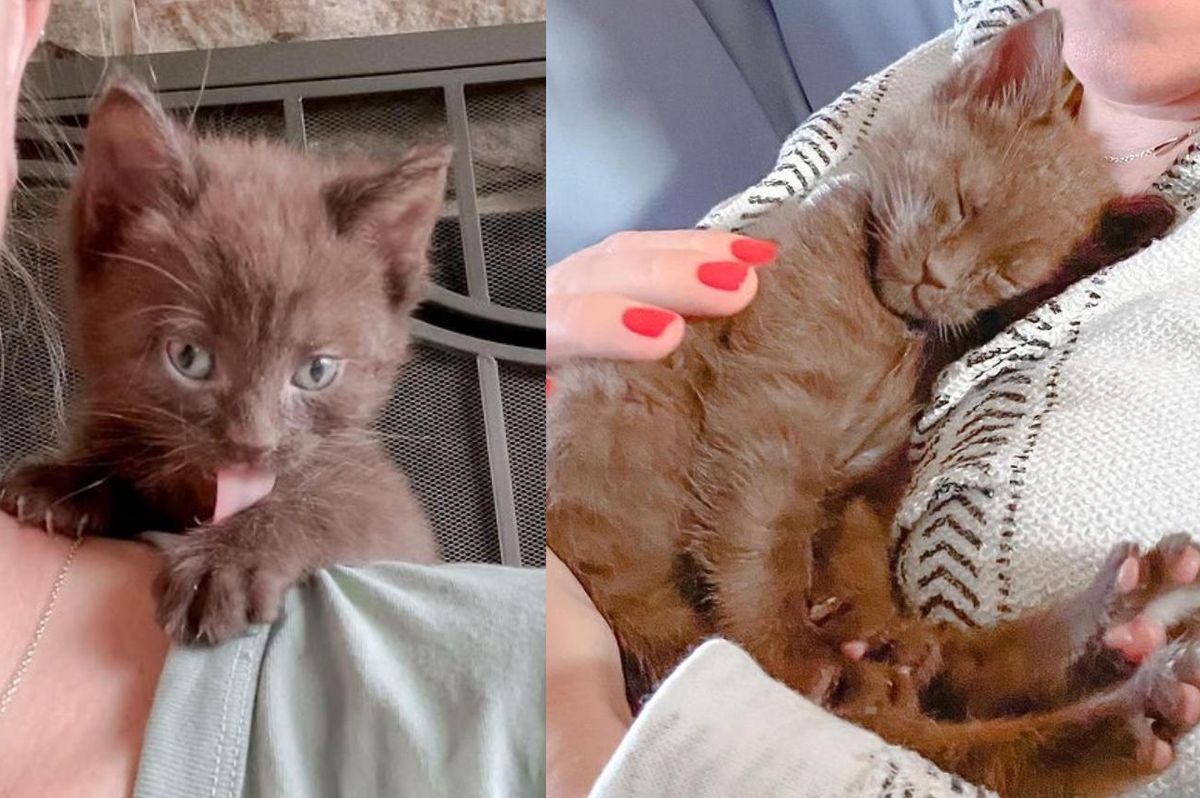 Brown Kitten and Her Sister Shower Everyone with Hugs Day in and Day Out Until They Find Forever Home