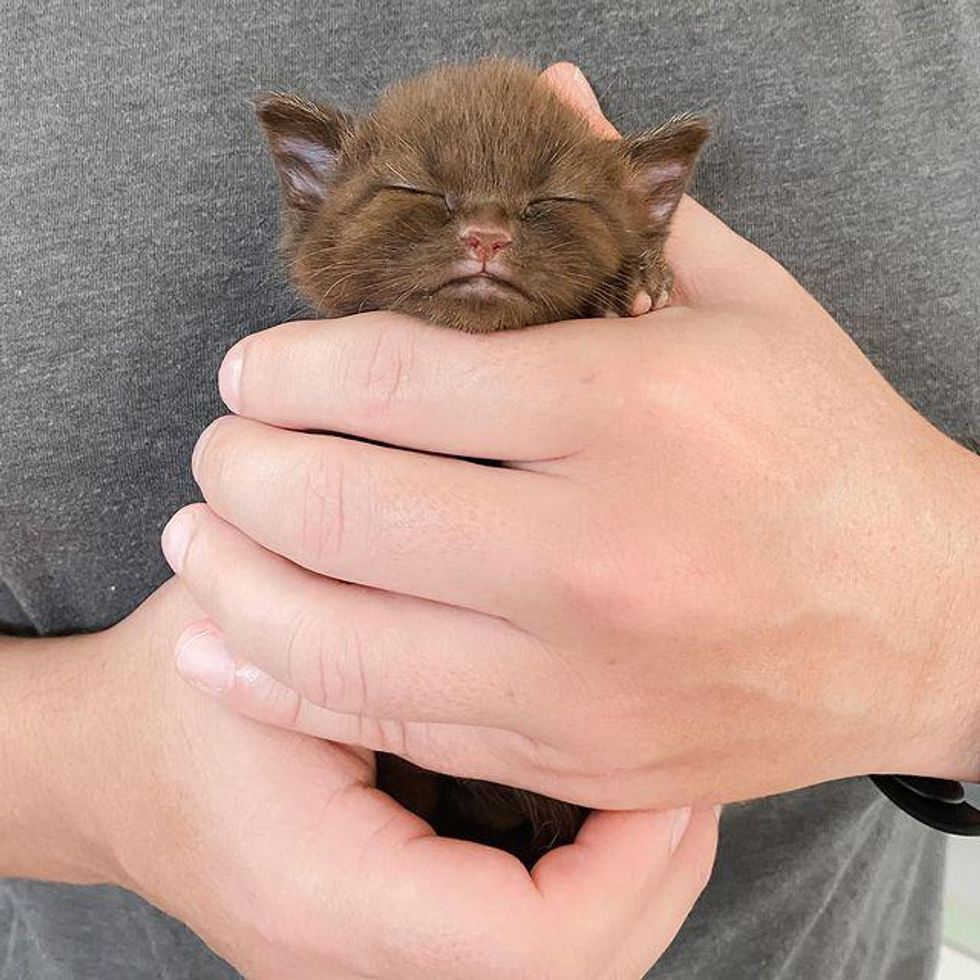 sleepy brown kitten