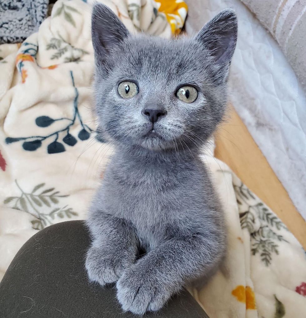 blue kitten, grey kitten