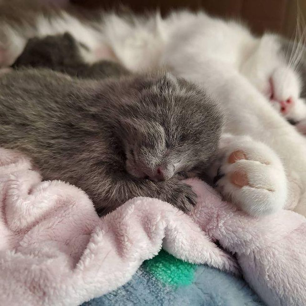 newborn kitten