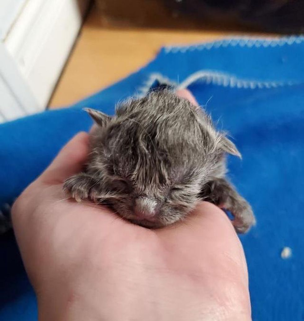 palm-sized kitten