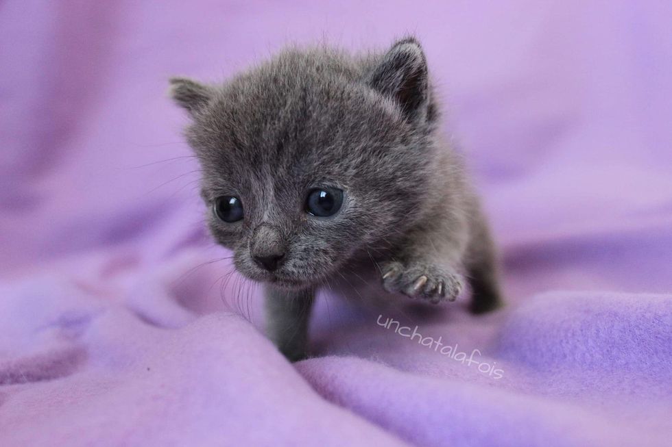 determined kitten, learning to walk