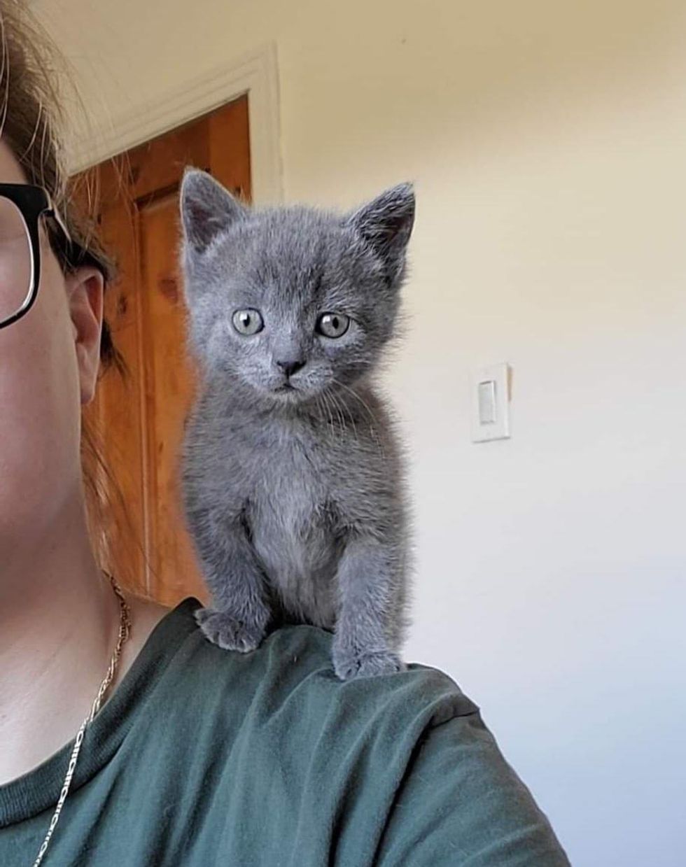 shoulder kitten