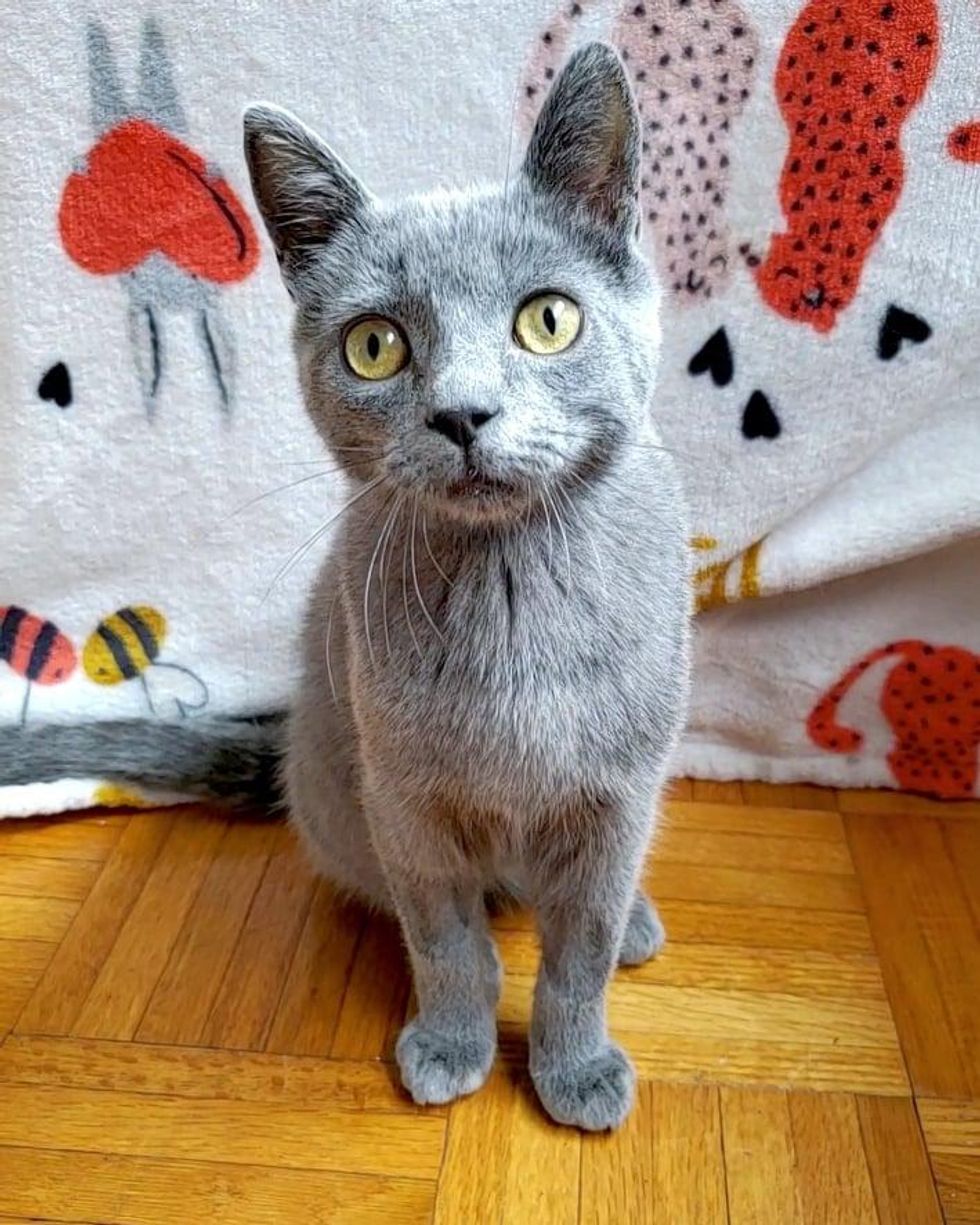 blue grey cat