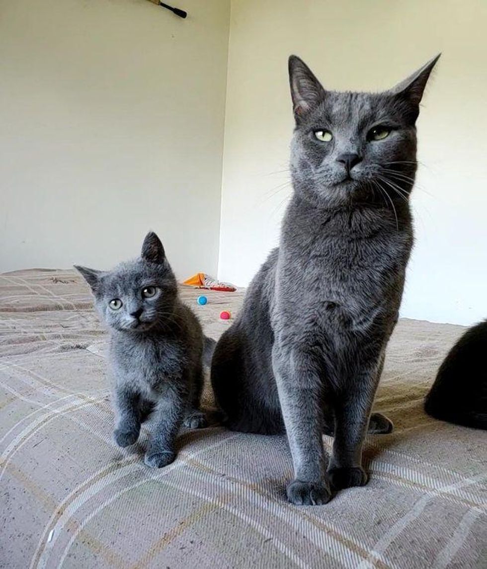 blue cat and kitten