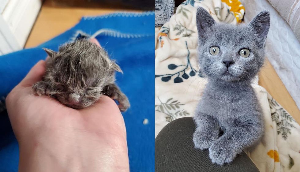 Kitten Defies All Odds Against Rare Heart Condition, a True Fighter and Miracle on 4 Paws