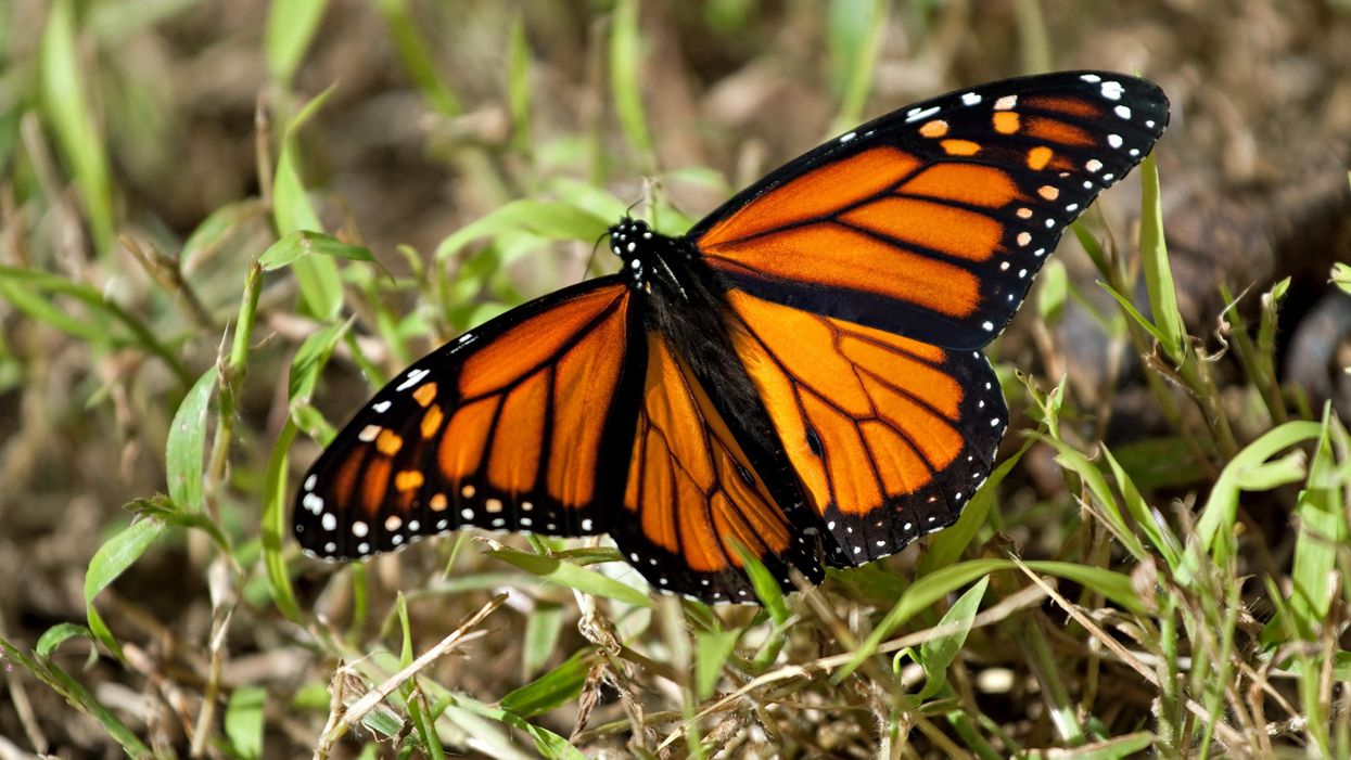 Researchers are asking Southerners to report their monarch butterfly sightings