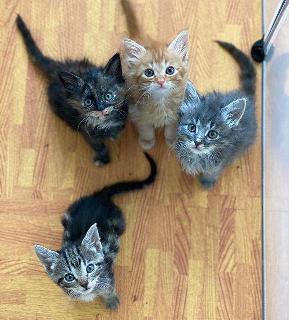 foster kittens