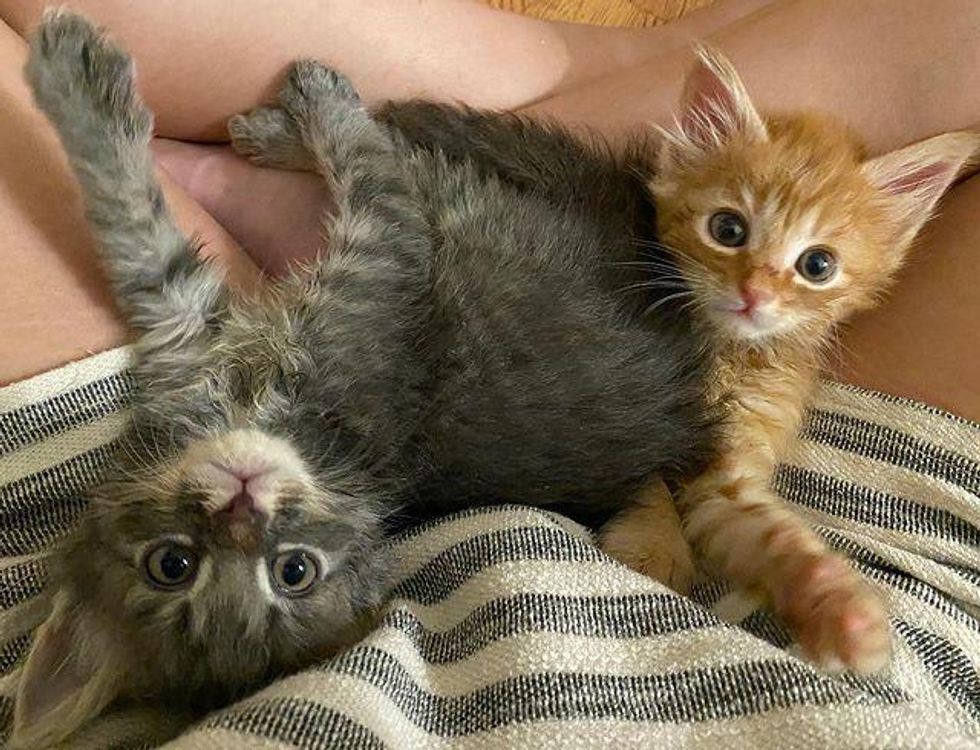 lap kittens