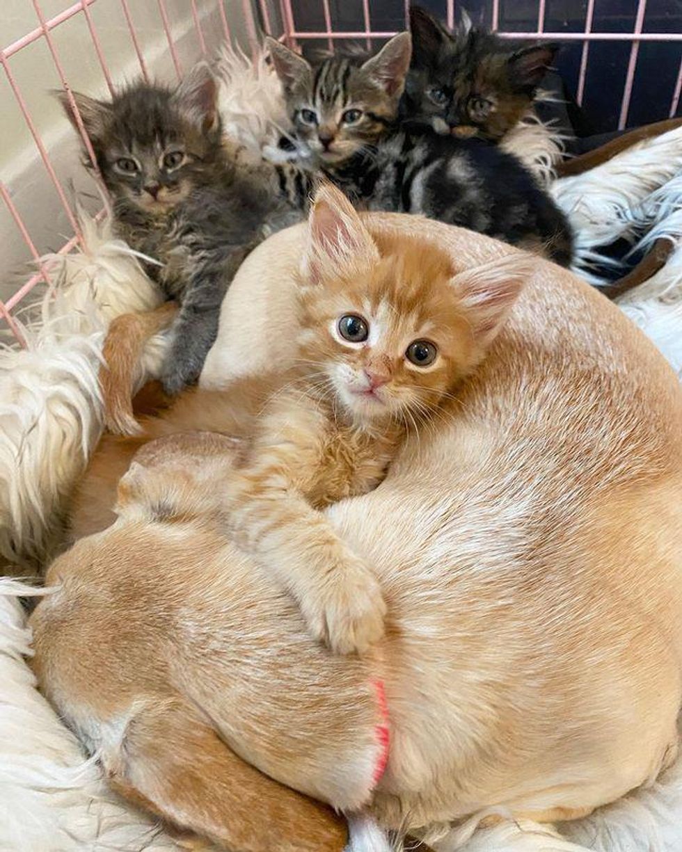 kittens and dog mom