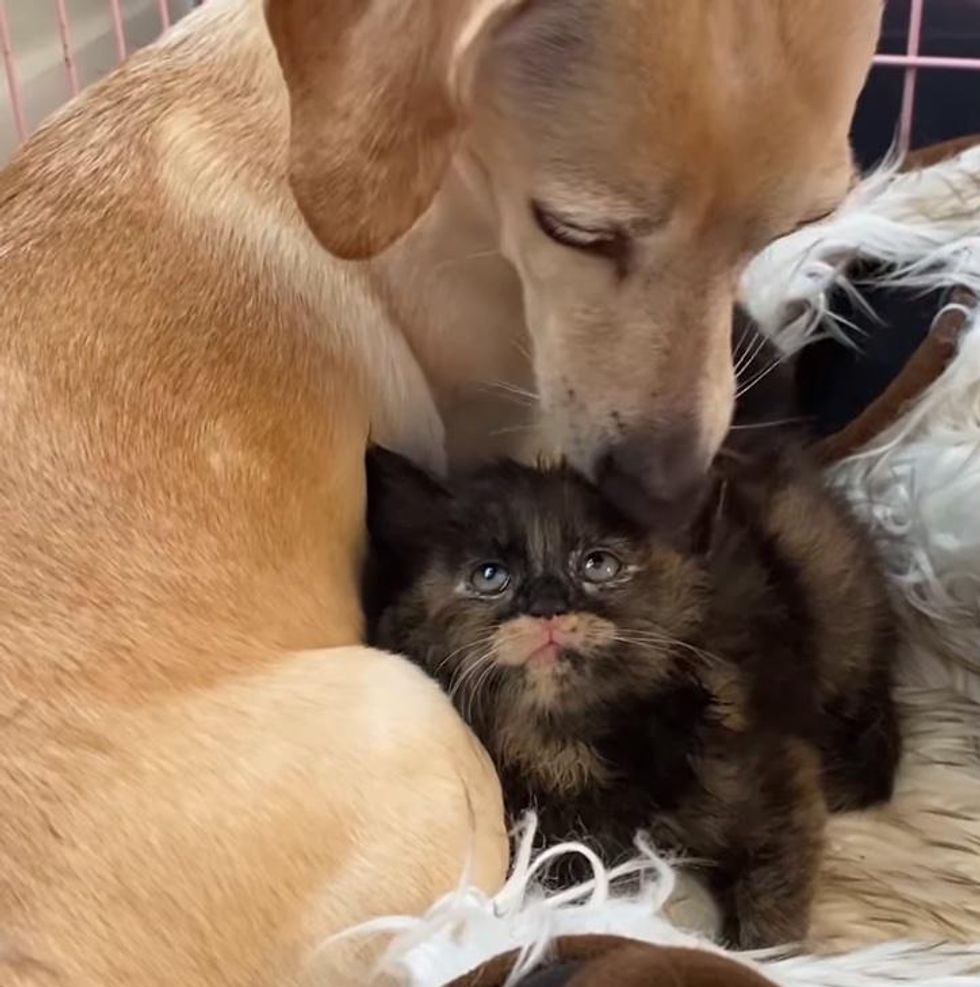 dog loving on kitten