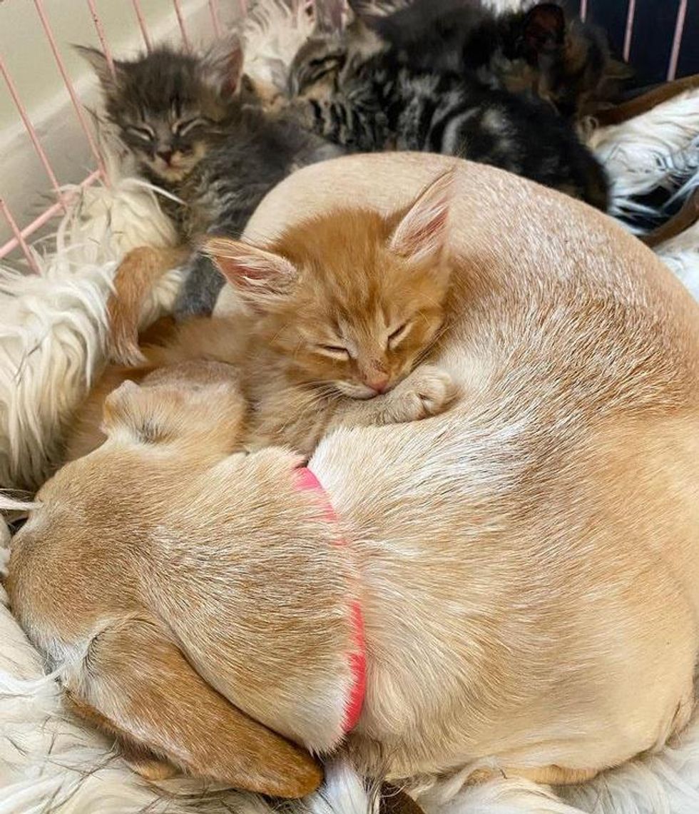 kittens and dog mom