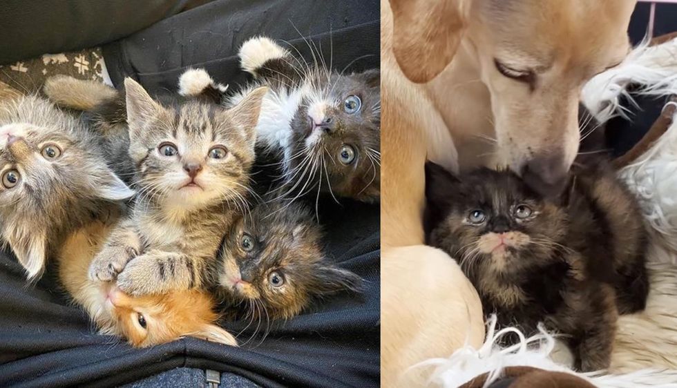 5 Kittens Longing for Their Mom, Become Completely Enamored with a Cat-loving Dog
