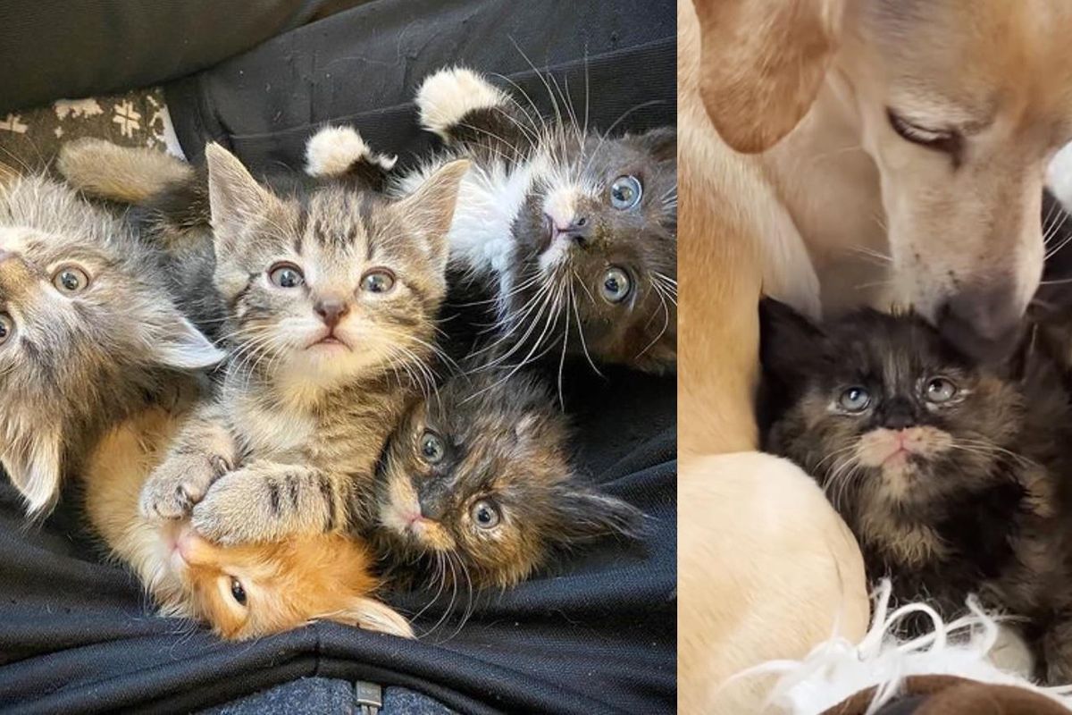 5 Kittens Longing for Their Mom, Become Completely Enamored with a Cat-loving Dog