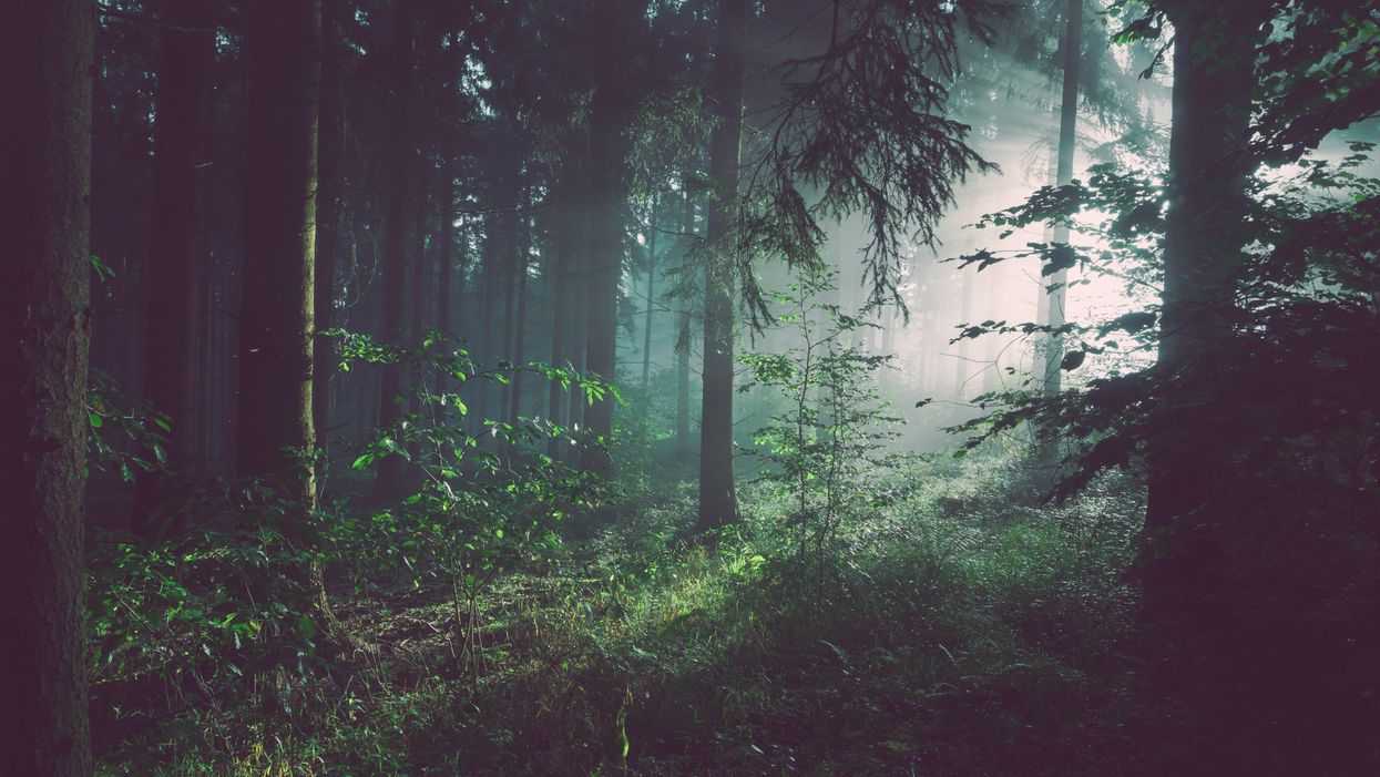 People Share Their Scariest Unexplainable Experience Out In The Woods
