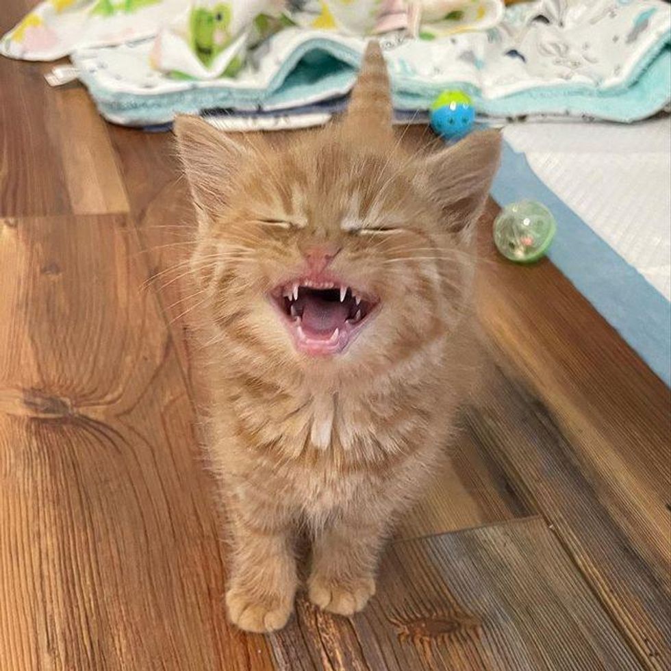kitten meowing, kitten teeth