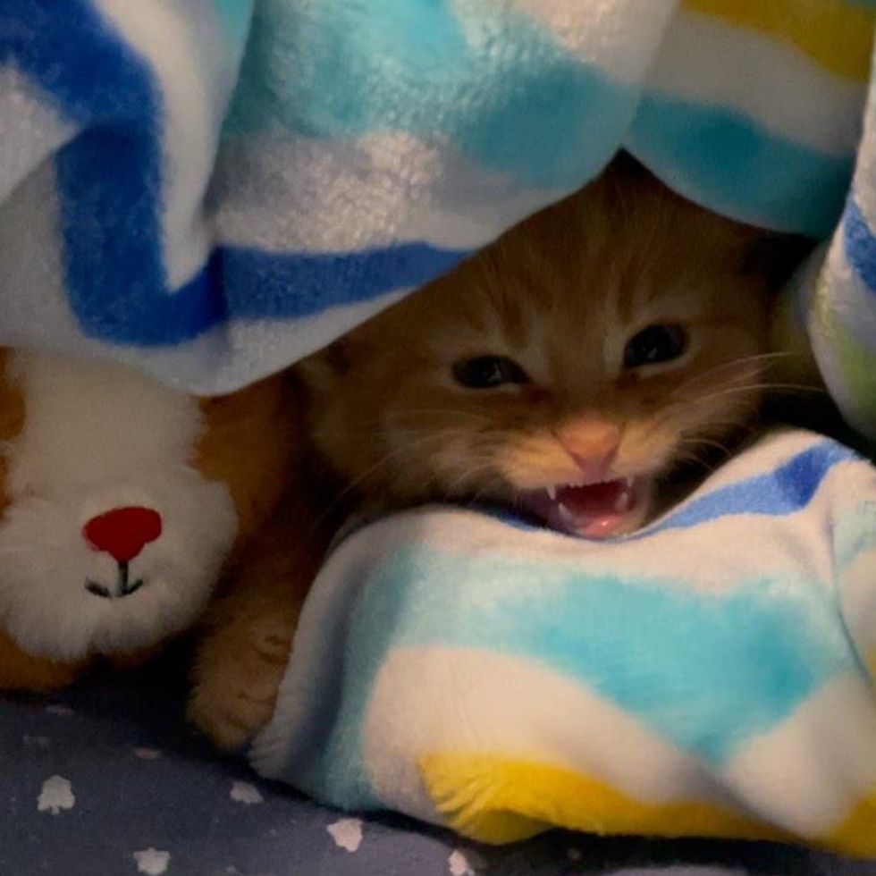 kitten hiding
