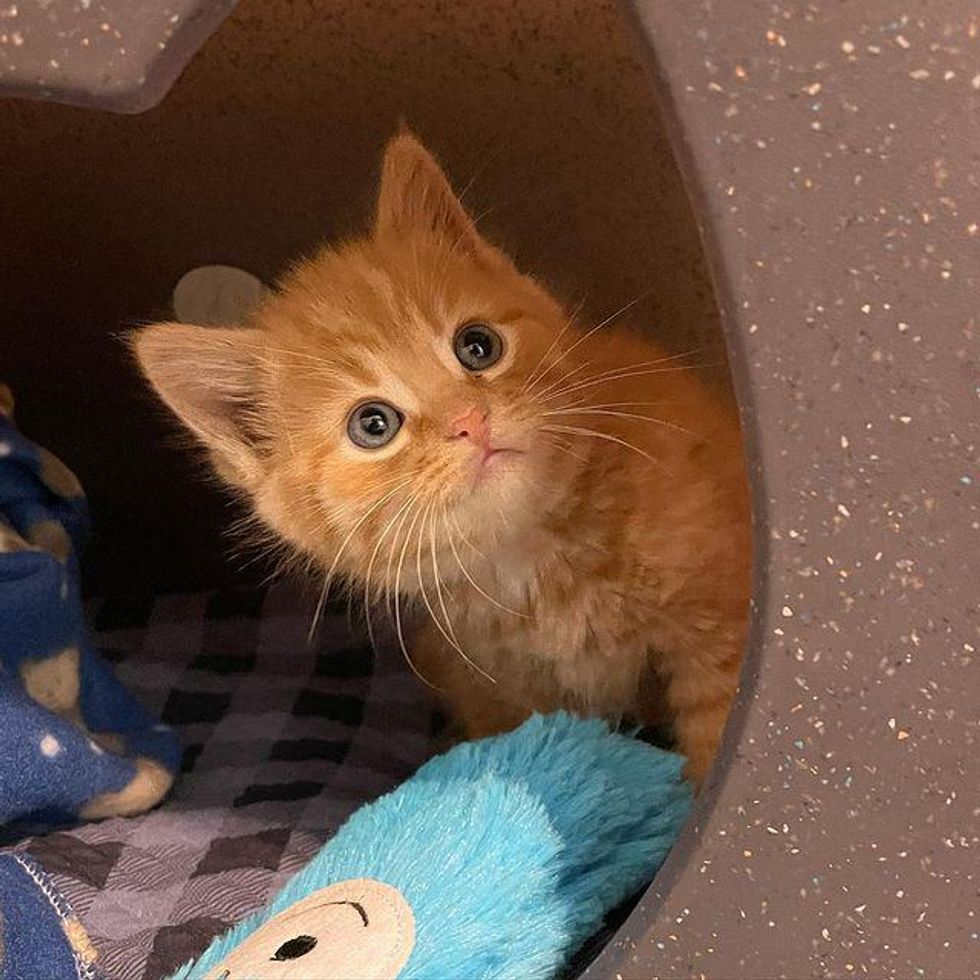 orange tabby kitten