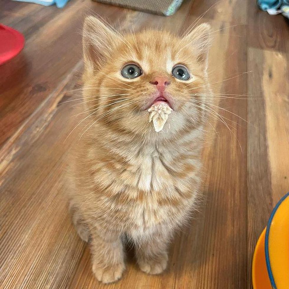 milkstache kitten, milk beard