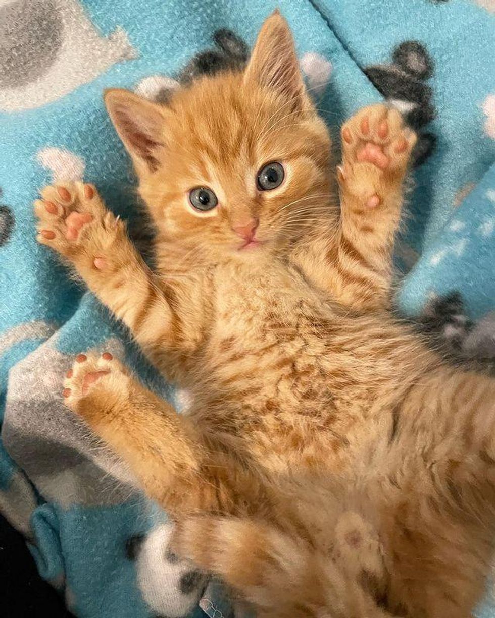 kitten toes, cute belly