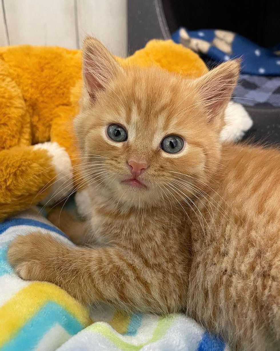 Orphan Kitten Goes from Hiding Under Blankets to 'Roaring' for ...