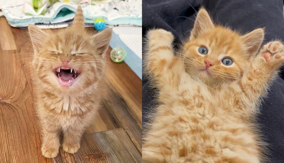 Orphan Kitten Goes from Hiding Under Blankets to 'Roaring' for Attention and Melting Hearts