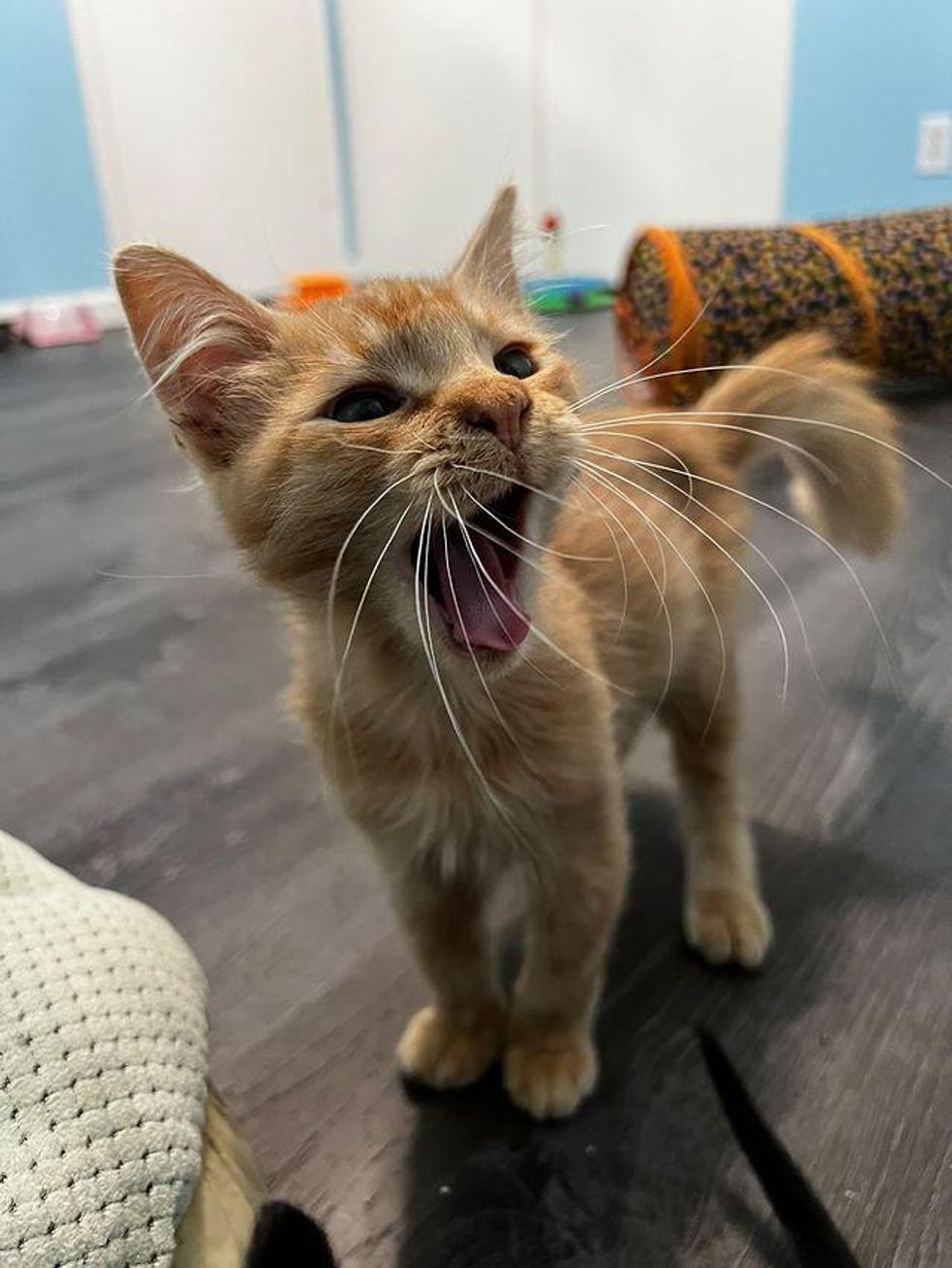 orange tabby kitten