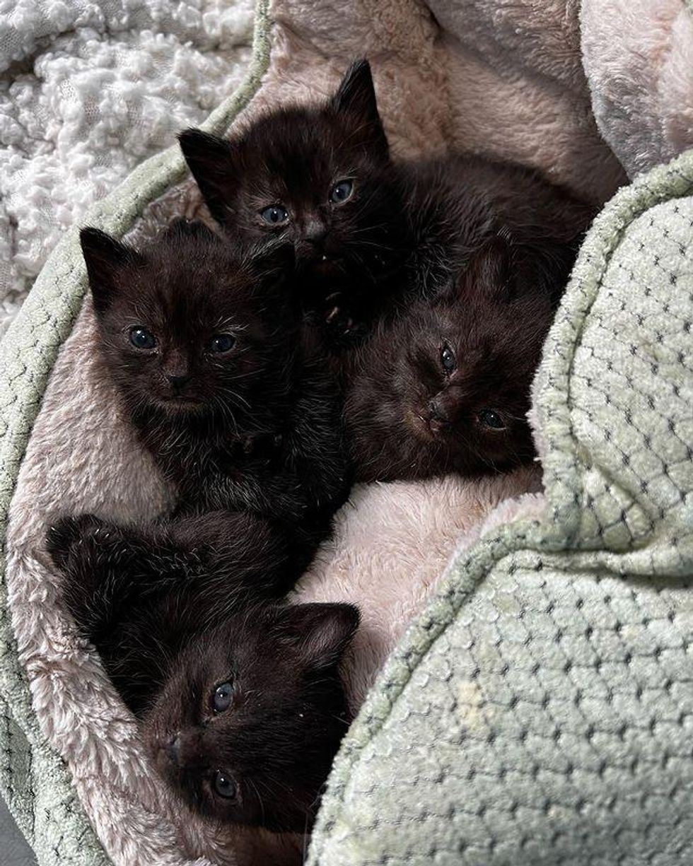 baby black kittens