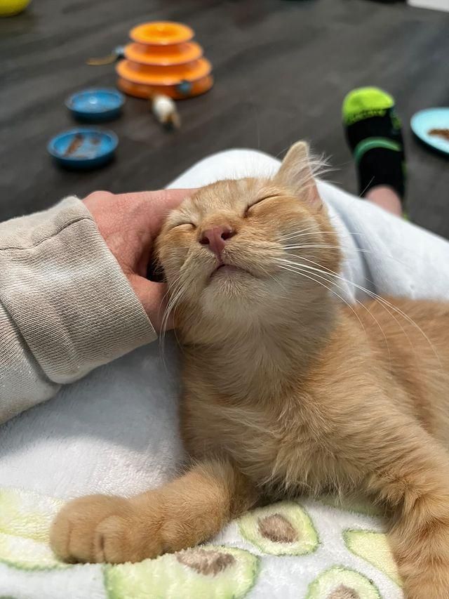 lap cat